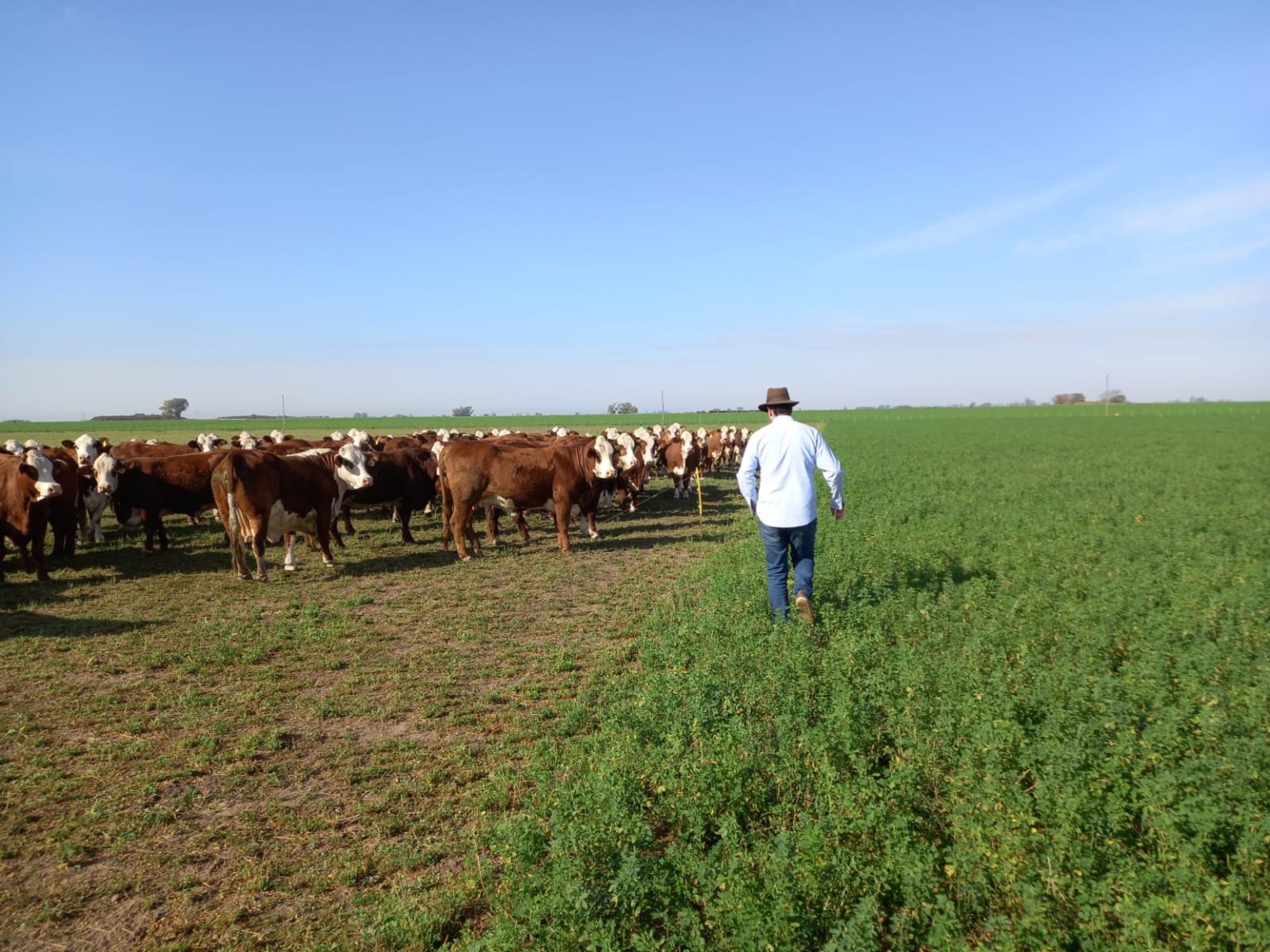 Ganadería sobre alfalfa con rotación intensiva, una forma de devolverle vida al suelo