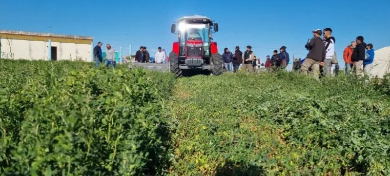 Palo Verde y “las alfalfas que vienen”