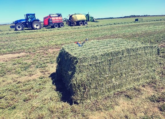 El farmacéutico que apuesta a la alfalfa