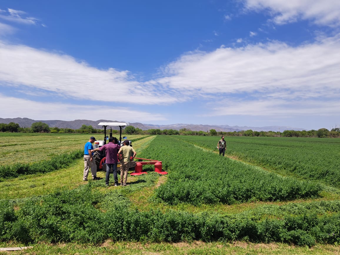 Jornada dinámica a campo: Maximizando rendimientos en alfalfa
