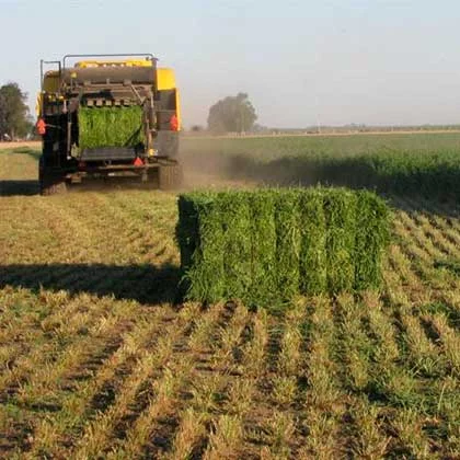 Alfalfa: La exportación en el horizonte