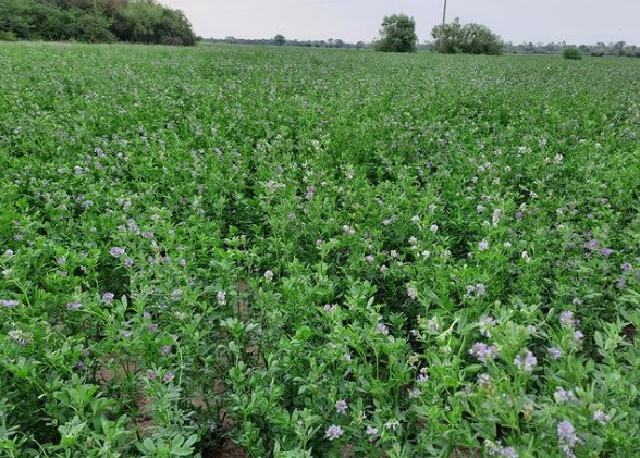 Alfalfa, un año para el olvido y la esperanza hacia el futuro
