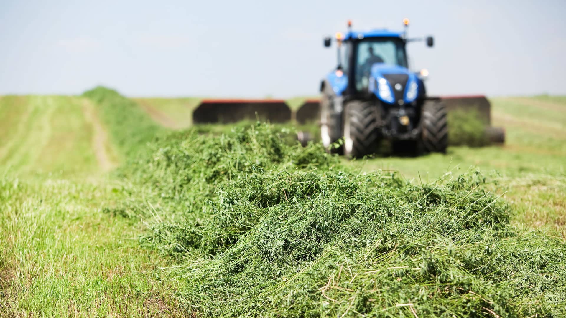 Los anuncios del gobierno y el impacto en la alfalfa