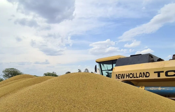 La amplia variedad de semillas que ofrece Palo Verde