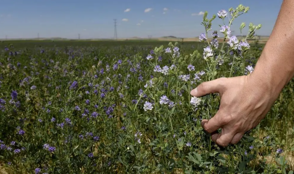 Alfalfa: “La aliada perfecta para la biodiversidad”