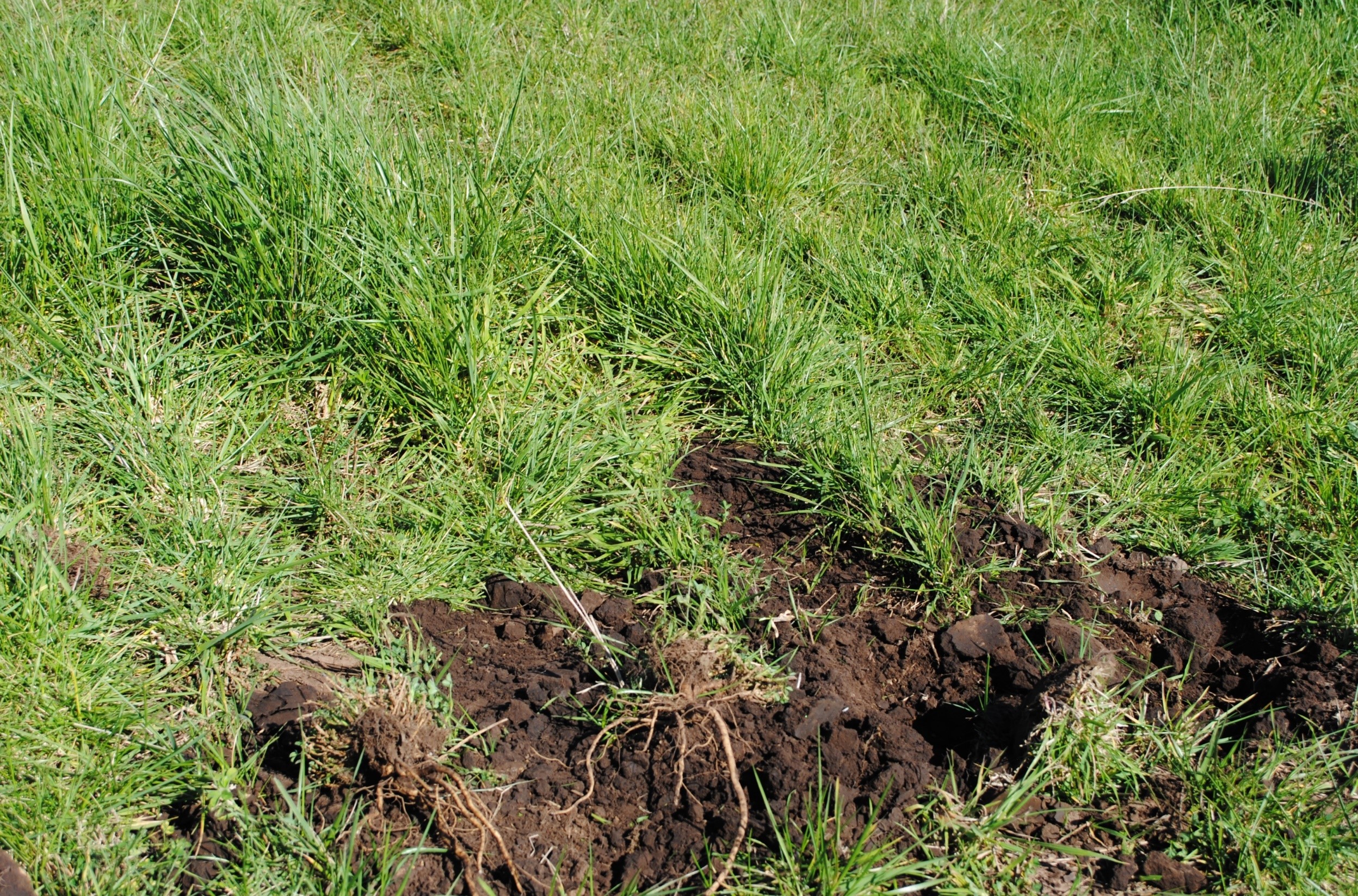 El pH ácido, un enemigo subestimado para la producción de alfalfa