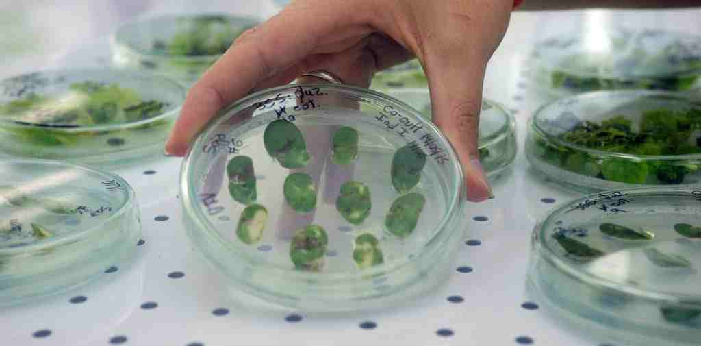 La biotecnología será clave para desarrollar alfalfa resistente al cambio climático