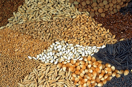 Ley de semillas: La agroindustria apoya la adhesión al UPOV 91