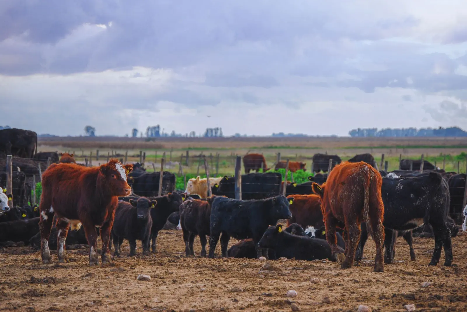 Cómo reducir el impacto del calor en bovinos para carne
