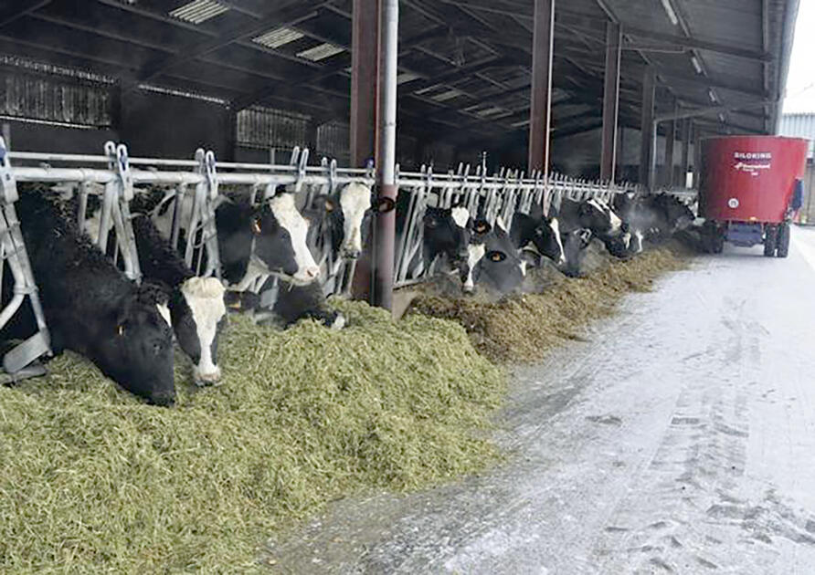 La alfalfa un buen “ingrediente” para una “buena producción de leche”