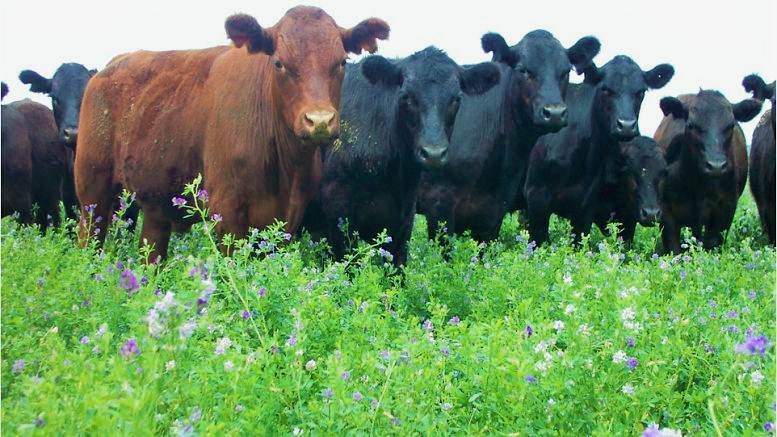 Las bondades de la alfalfa en la nutrición animal