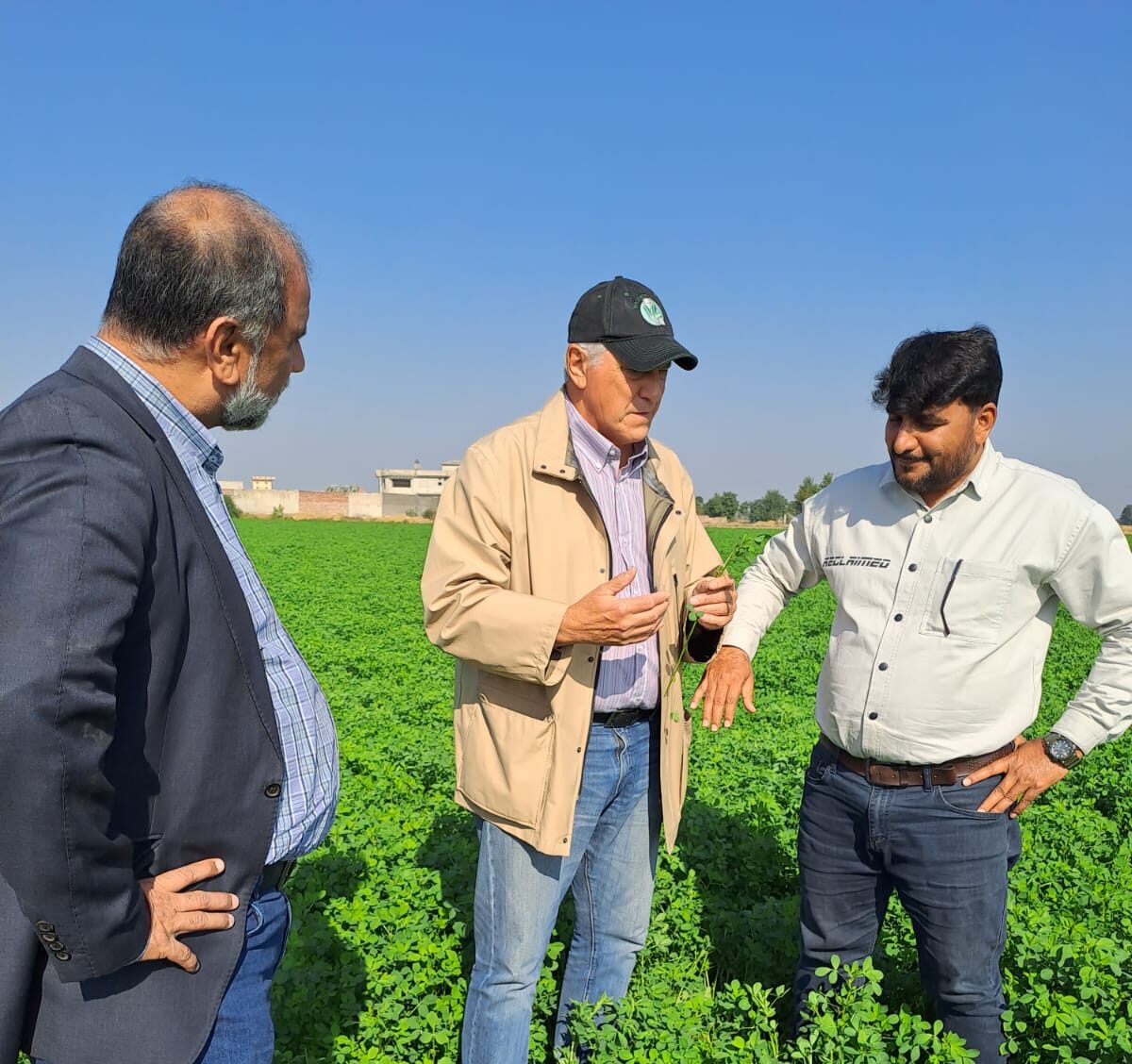 En Pakistán, “tierra de los puros”, también se hace alfalfa