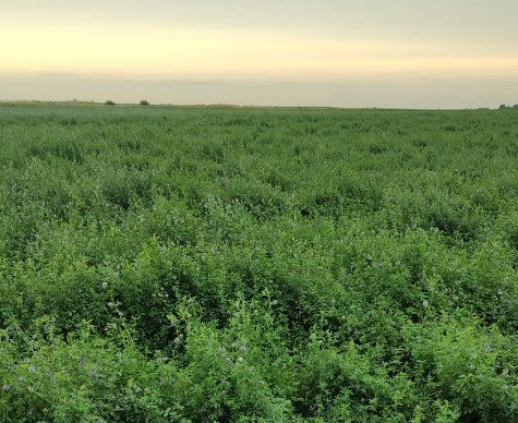 La alfalfa se «re bancó» la sequía