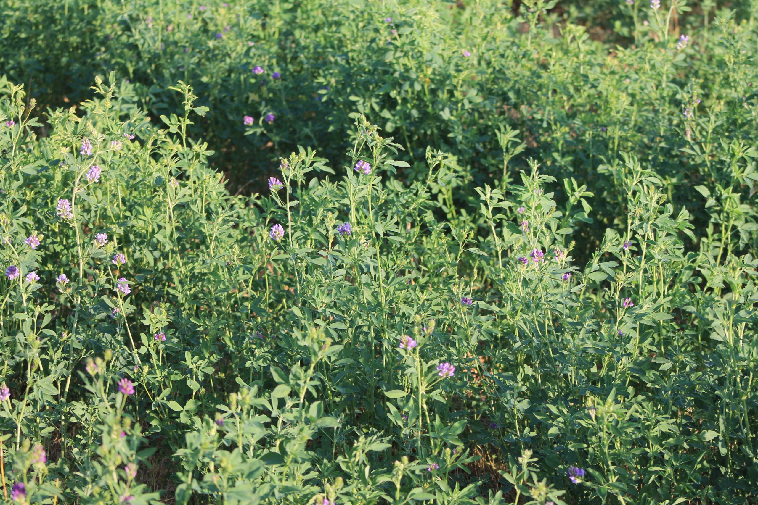 Casi 120 especies de aves ya utilizan la alfalfa para alimentación, refugio o reproducción en España
