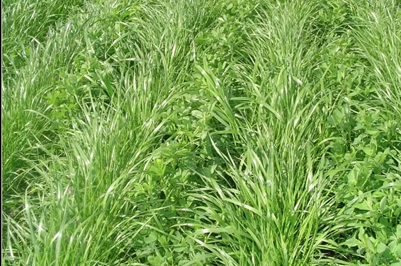 Pasturas perennes para recría