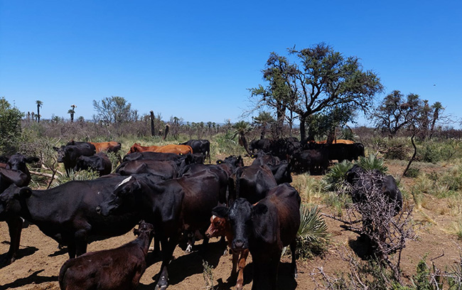 Mirando el invierno: Por la sequía, hay falta de reservas forrajeras y productores ganaderos y lecheros están en alerta