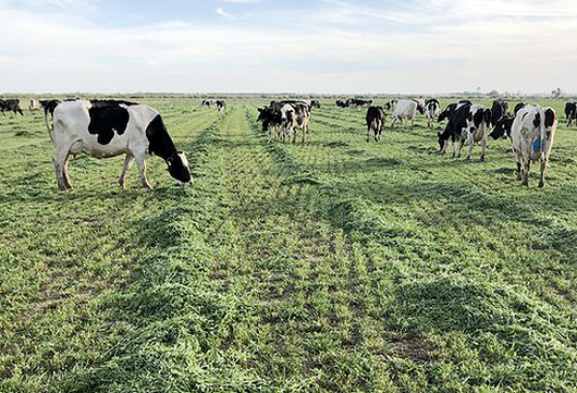 Puntos claves para manejar la alfalfa en rodeos para carne y leche