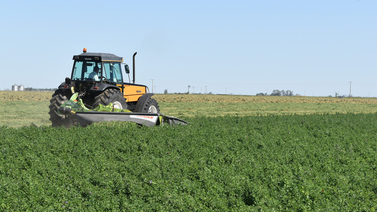 La producción de alfalfa gana terreno en la pampa húmeda