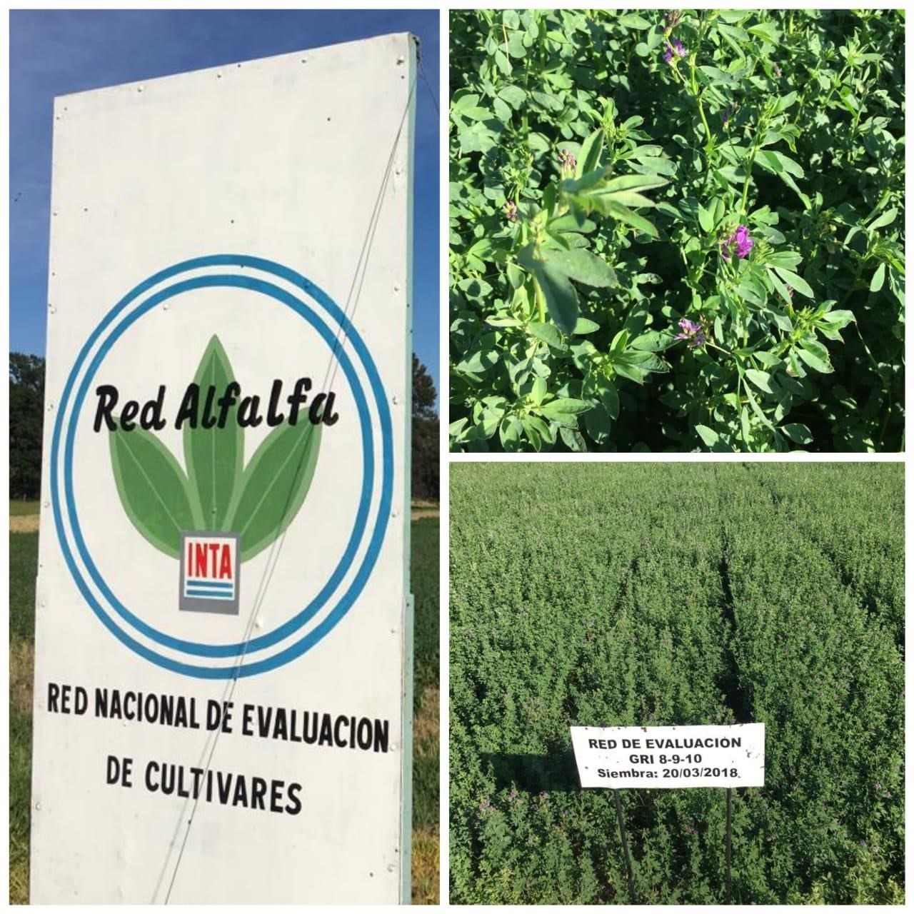 Avances en alfalfa, ensayos territoriales