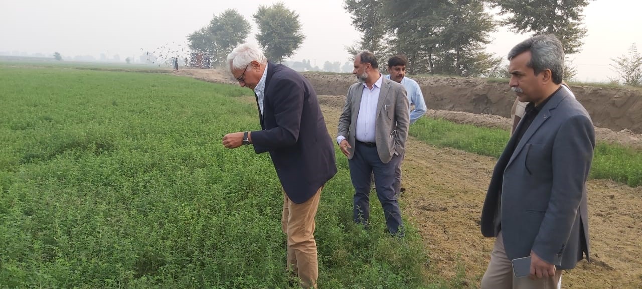 Análisis del avance de la alfalfa en Pakistán