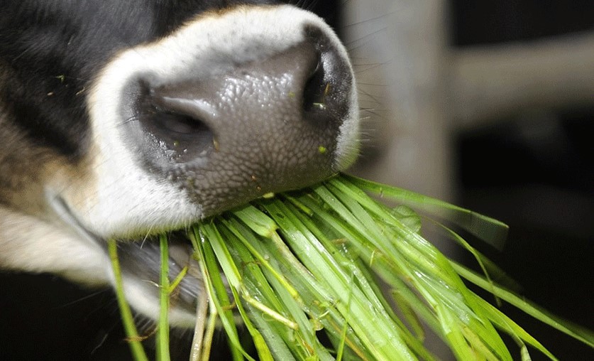 Un estudio determina cuánto cuesta implantar pasturas
