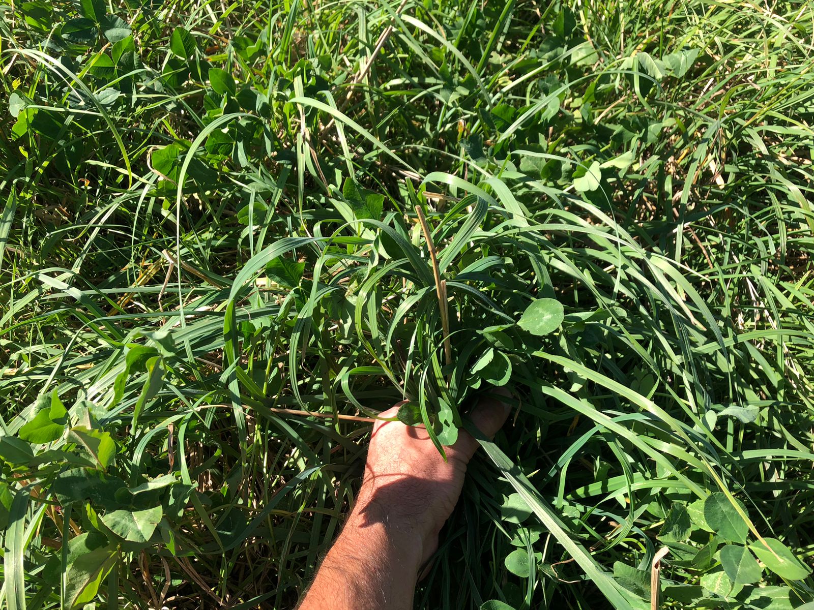 ¿Cómo hacer buenas pasturas?