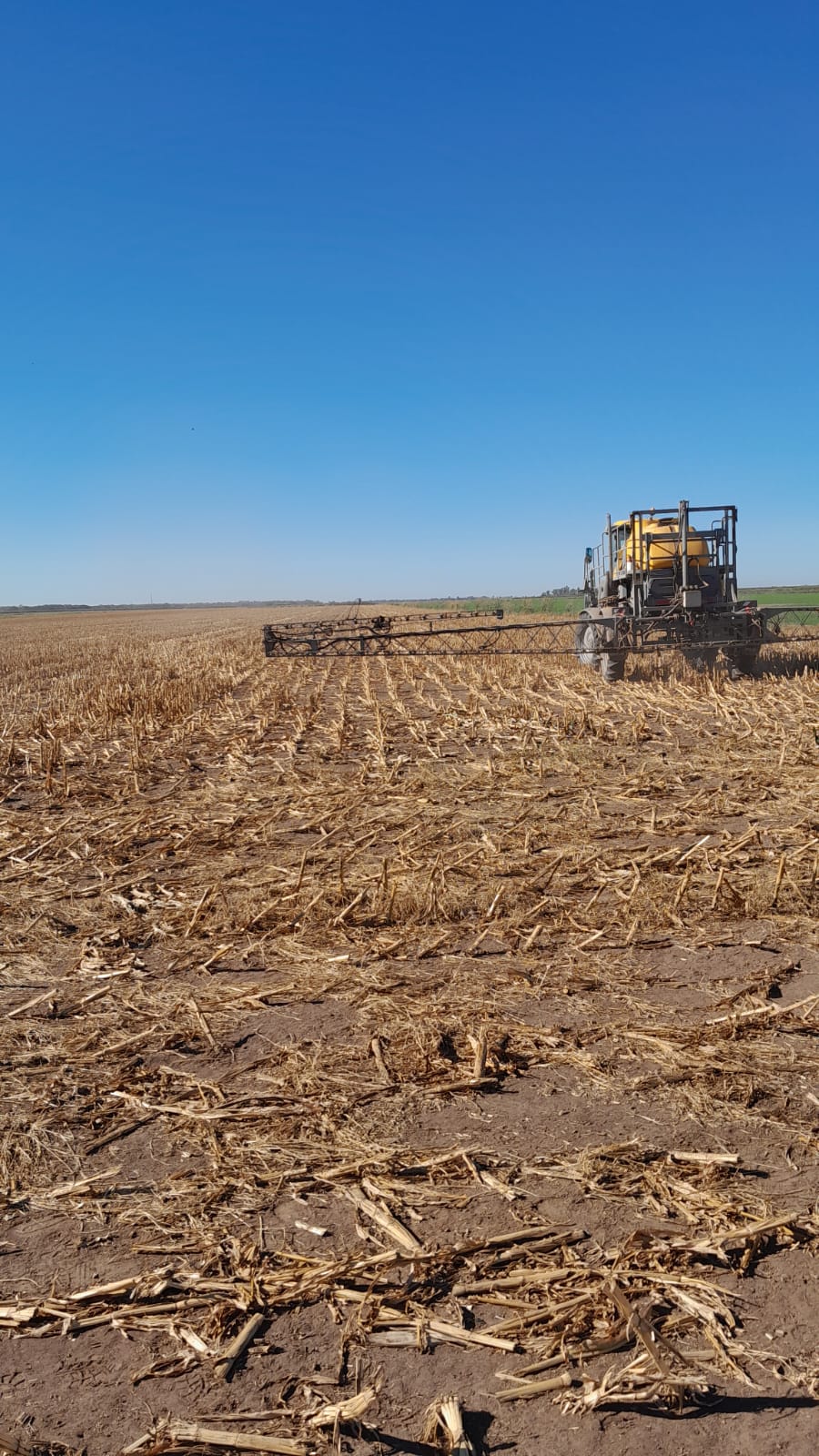 Ensayos de alfalfa con siembra directa y fertilizante orgánico