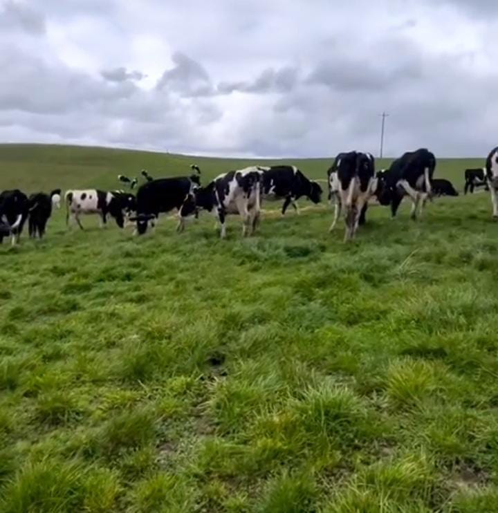 Las claves del manejo del pasto en el sistema Neozelandés