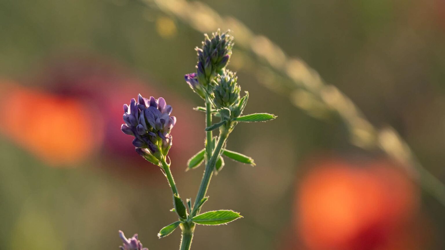 La alfalfa, una “noble” producción que «apasiona» y permite ingresar divisas