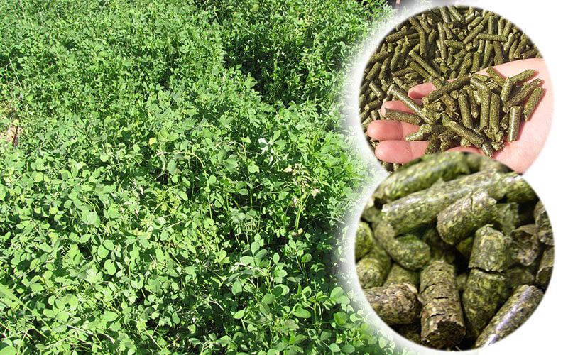 Mendoza y la alfalfa tienen puntos en común