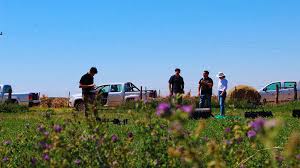 Recopilan datos para conocer más sobre la alfalfa en Argentina