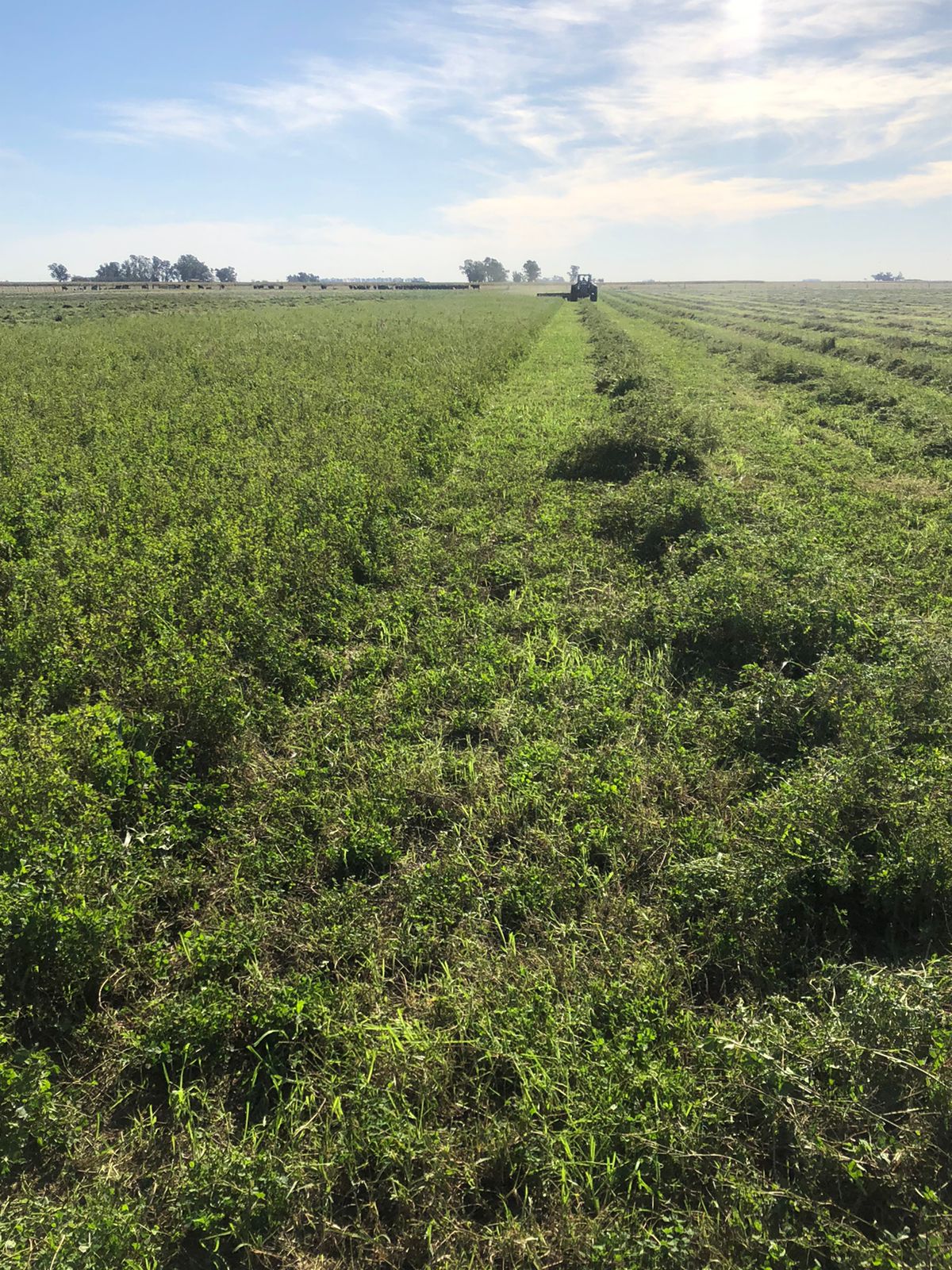 La alfalfa, «un camino para arriba»