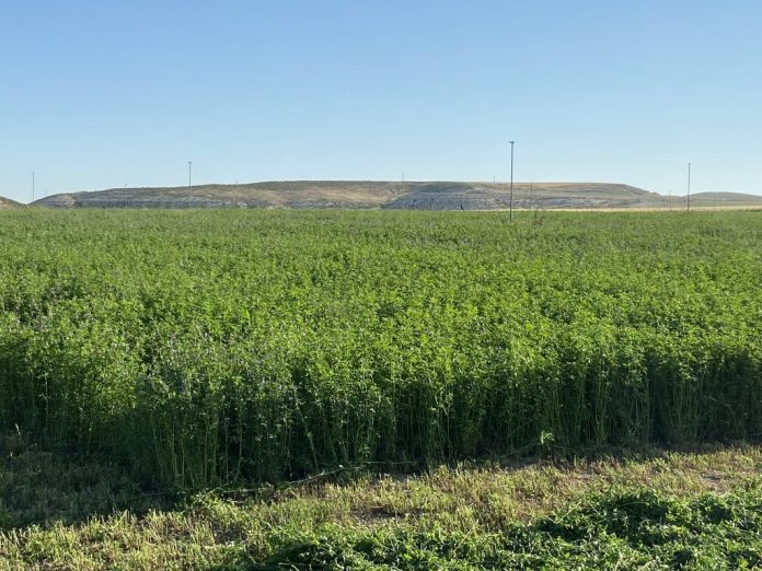 En España, la sequía afectó la producción de alfalfa y forrajes deshidratados
