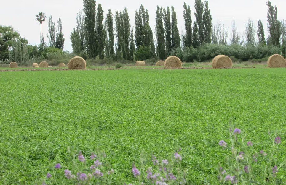 Japoneses invertirán para producir alfalfa en Mendoza