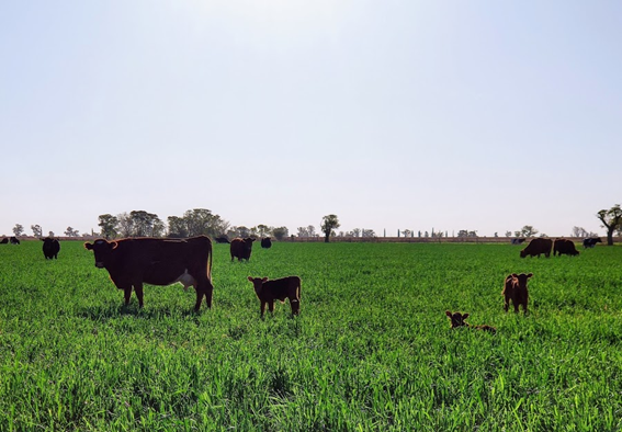 Santa Fe apuesta a la alfalfa para producir mejor leche y carne