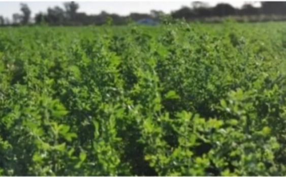 Un hongo para fortalecer el crecimiento de la alfalfa en suelos salinos