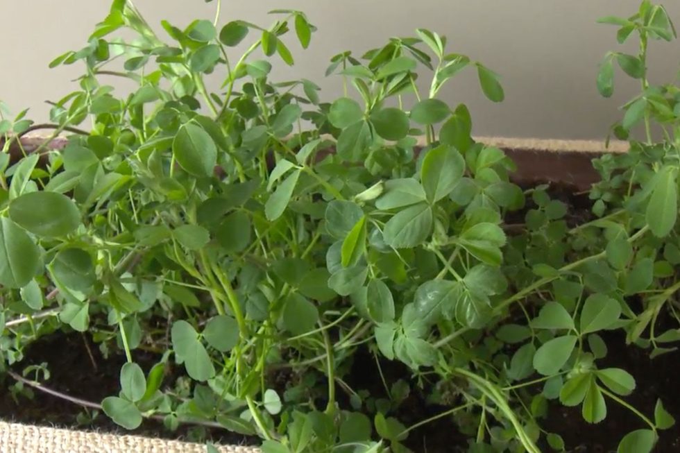 Chile presentó una variedad de semilla tolerante a la sequía