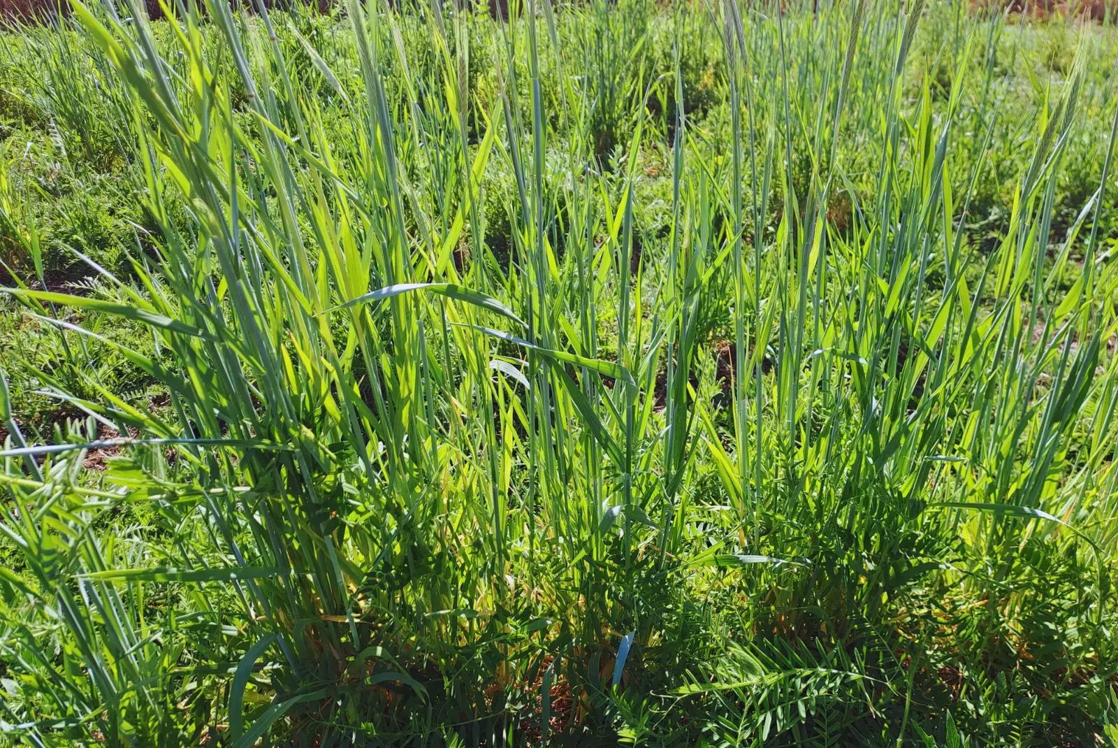 Cultivos de servicio, aliados para una agricultura más resiliente