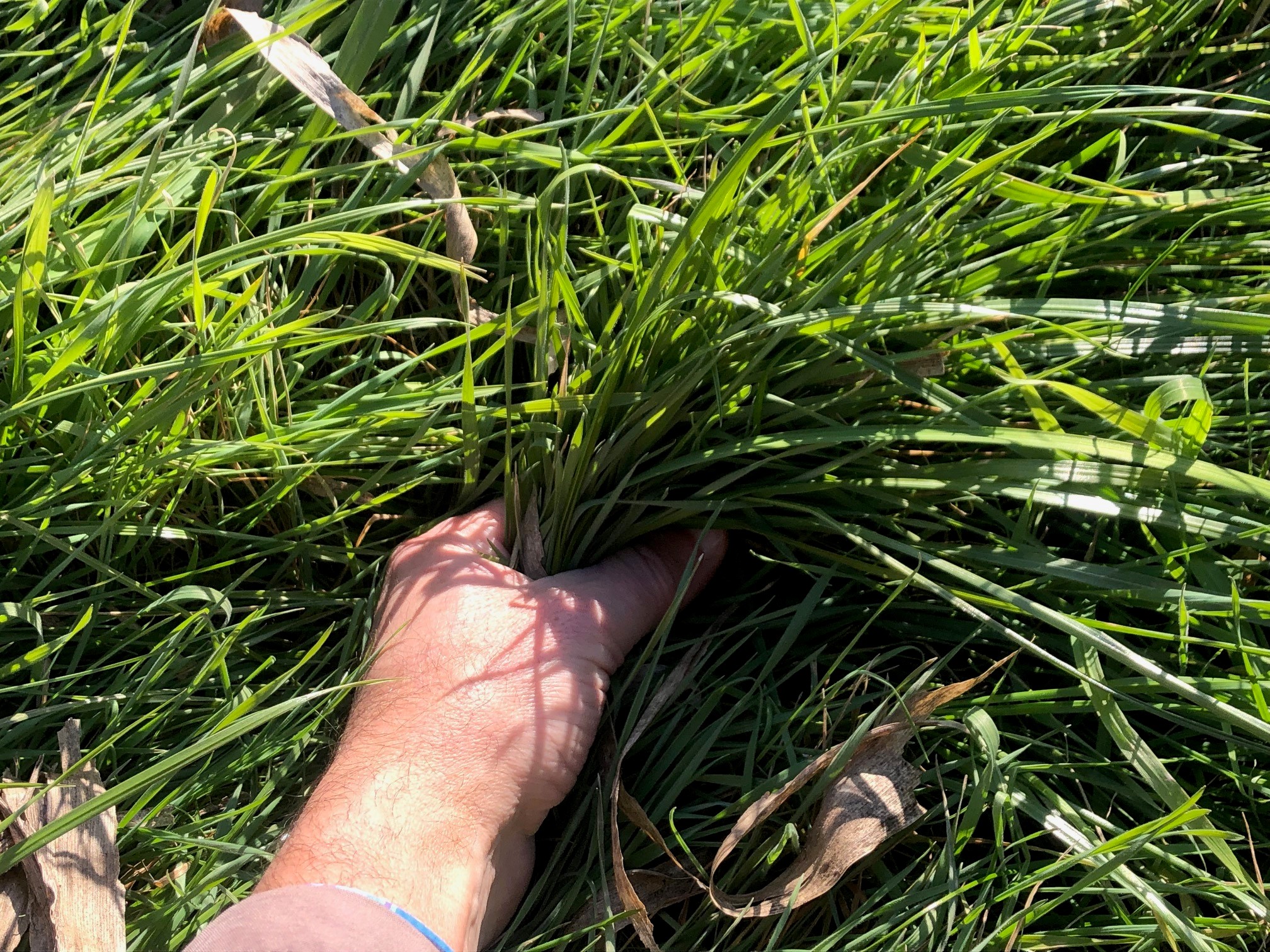 Recuperar ambientes bajos inundables para producir pasturas