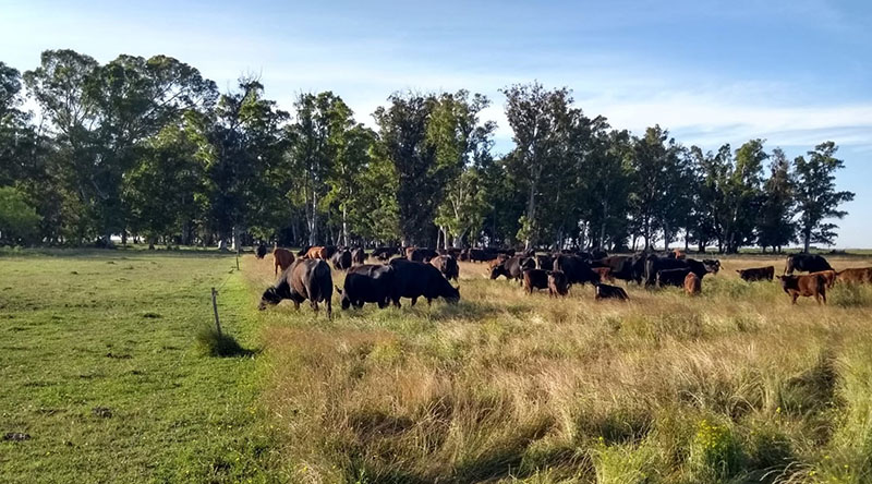 Ganadería regenerativa: Producir carne con pasto natural