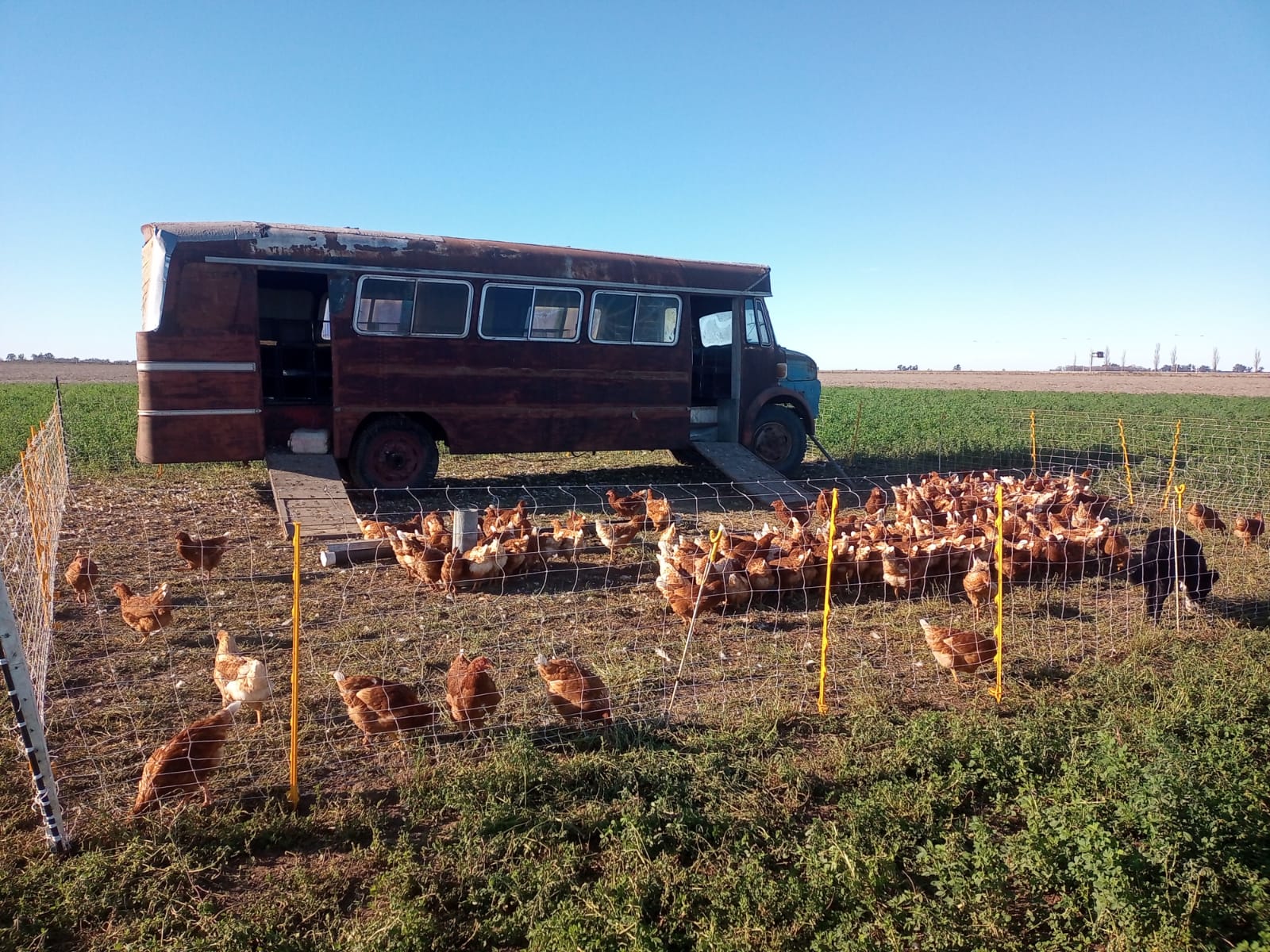 Gallinas a pastoreo: “salen a comerse la cancha”