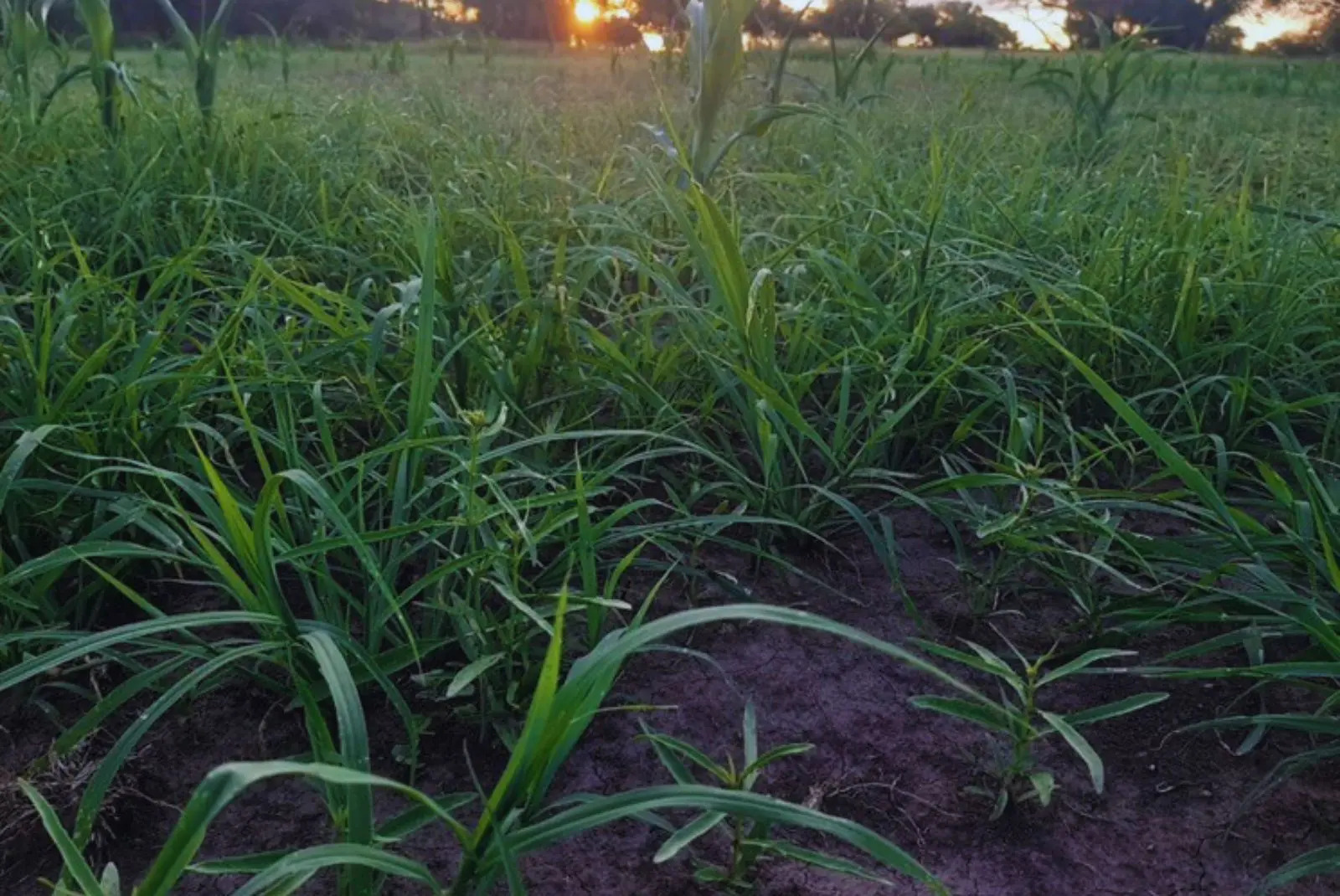 Pautas para el manejo en implantación de pasturas megatérmicas