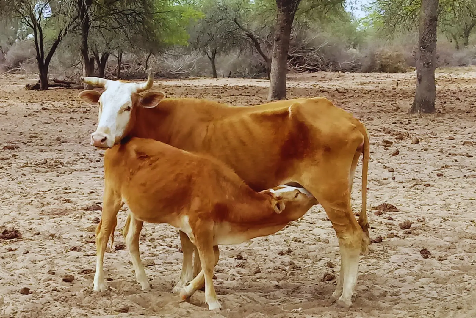 Pautas para el manejo de la ganadería en el Chaco Semiárido