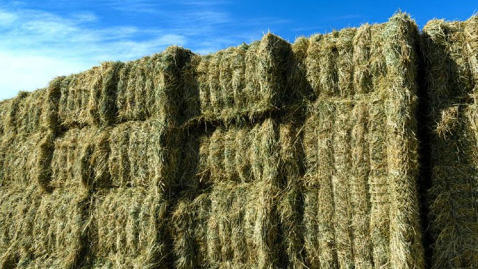 Exportación de alfalfa: trabajan en la próxima campaña