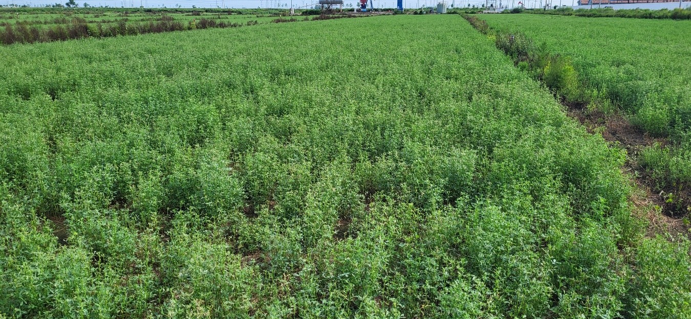 Basigalup analiza la producción de alfalfa en China