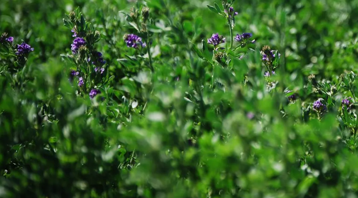 Alfalfa: La genética Argentina, medalla de oro