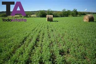 La “bolsa blanca”, la limitante de la alfalfa que intenta seguir creciendo