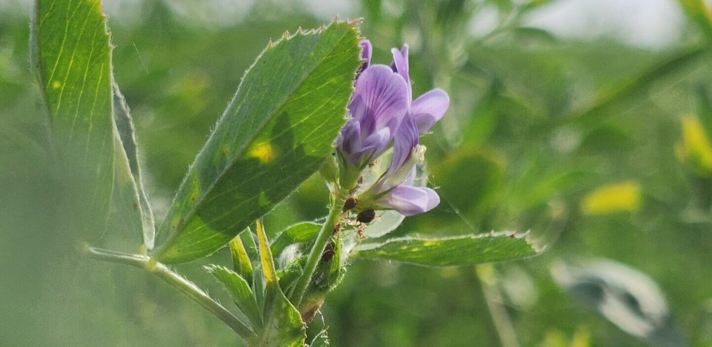 Un ranking forrajero para optimizar la ganadería argentina