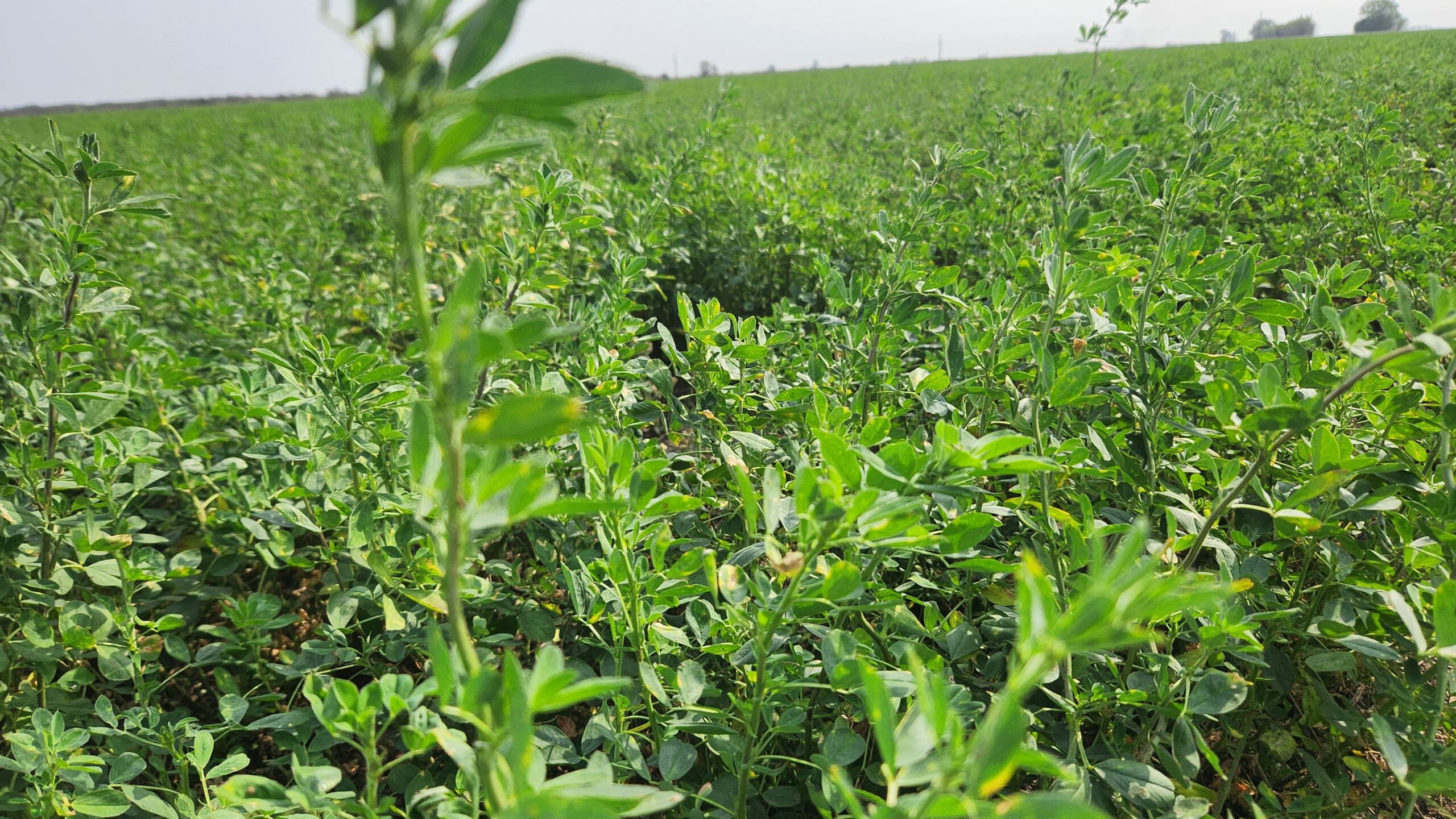 Riego y tecnologías para elevar la productividad de la alfalfa