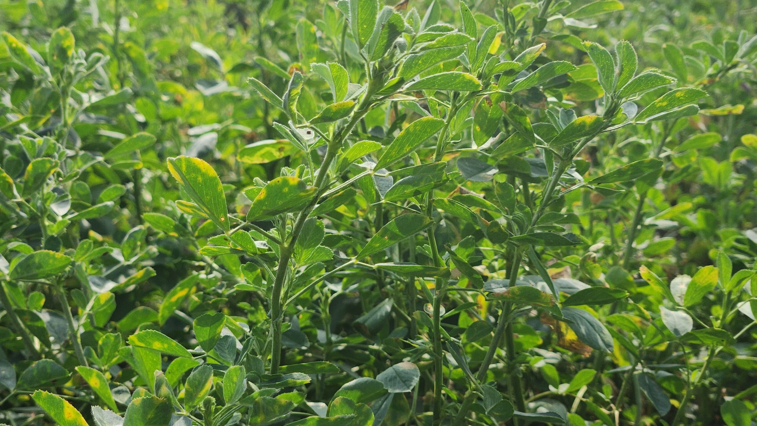 Pasturas con diferentes manejos de defoliación